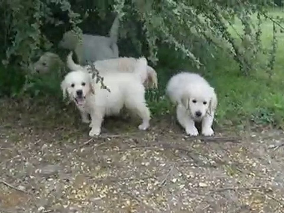 video  2 chiots callypso juin 2010
