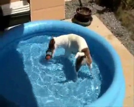 Emmy jack russel joue dans sa piscine.