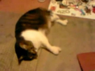 Mission Impossible, Mais pas pour un chat