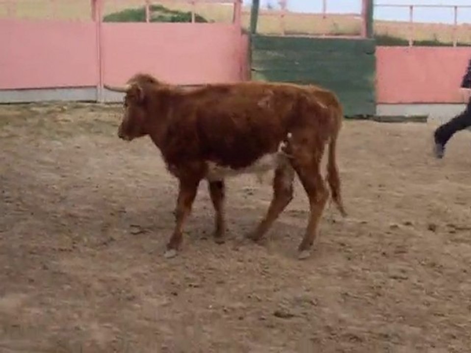 Despedidas de soltero Logroño y de soltera. Capea.