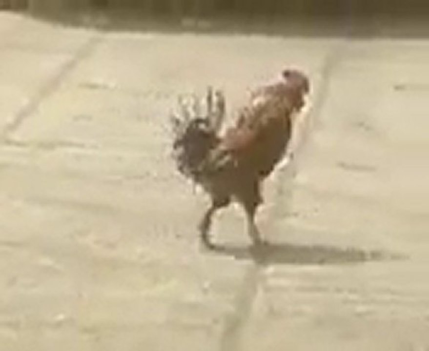 Horoz içtimaya gidiyor!  xD