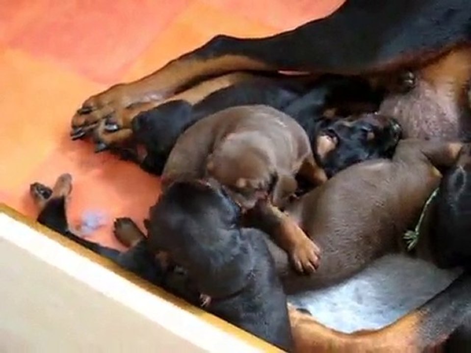 Les chiots 17 jours