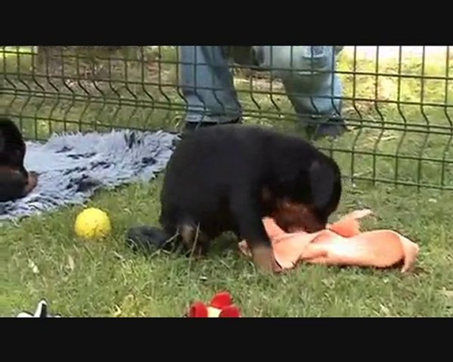 Broadway Bébés à 5 semaines