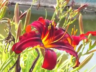 TEST VIDEO IPHONE 4 ET IMOVIE