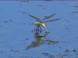 Les libellules s'aiment au bord de l'étang