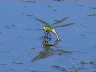 Les libellules s'aiment au bord de l'étang