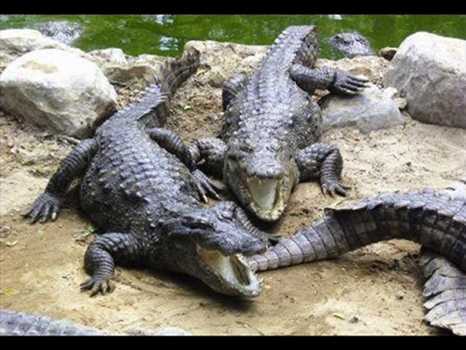 L'Epoque des Dinosaures