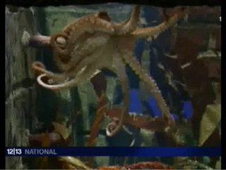 Quand France 3 parle de "Poulpe Fiction"