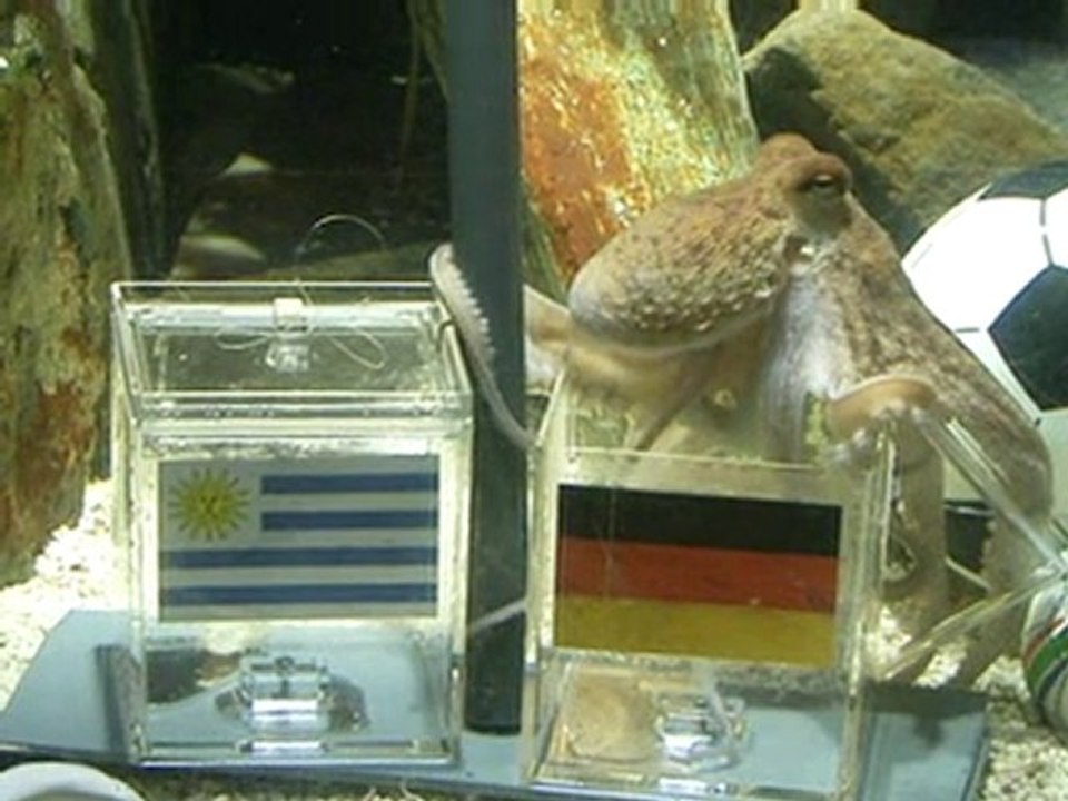 Spain to win World Cup.....says Oracle Octopus