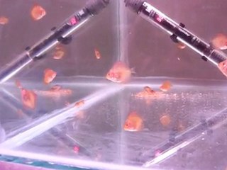 perte de 7 jeunes discus environ par jour .