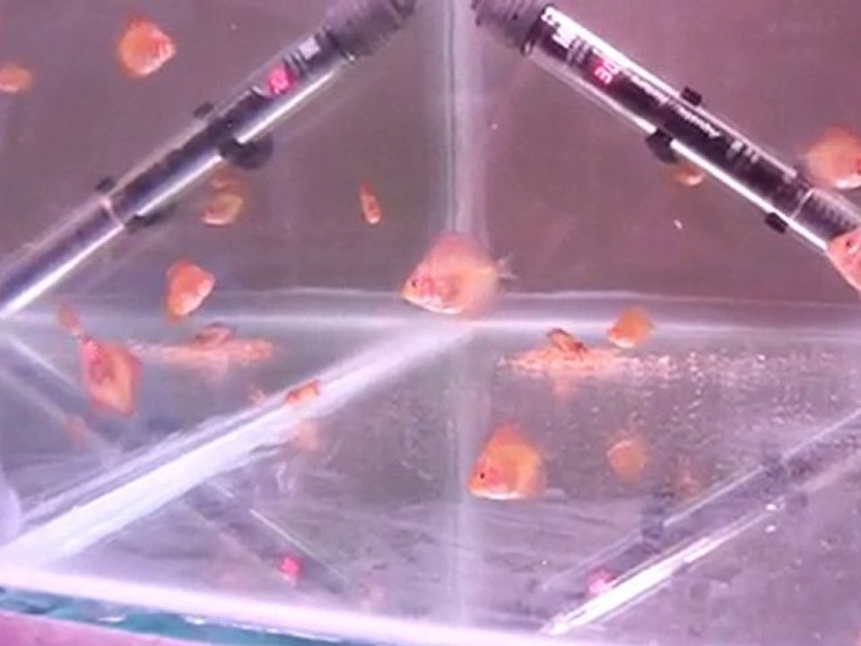 perte de 7 jeunes discus environ par jour .