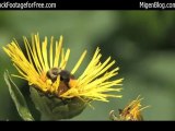 Free HD stock footage of a bumble bee on flowers