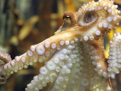 Le Journal vidéo du vendredi 9 juillet 2010, édition de 18H00.