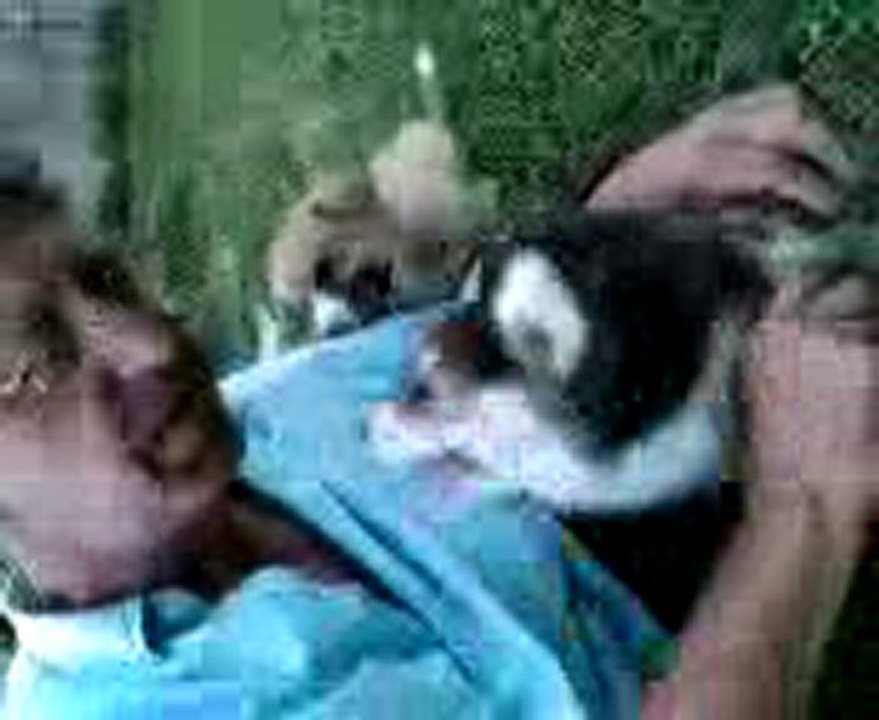 Chiots Welsh Corgi 2010