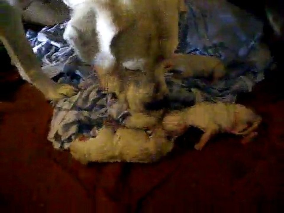 Les 5 chiots de Aura