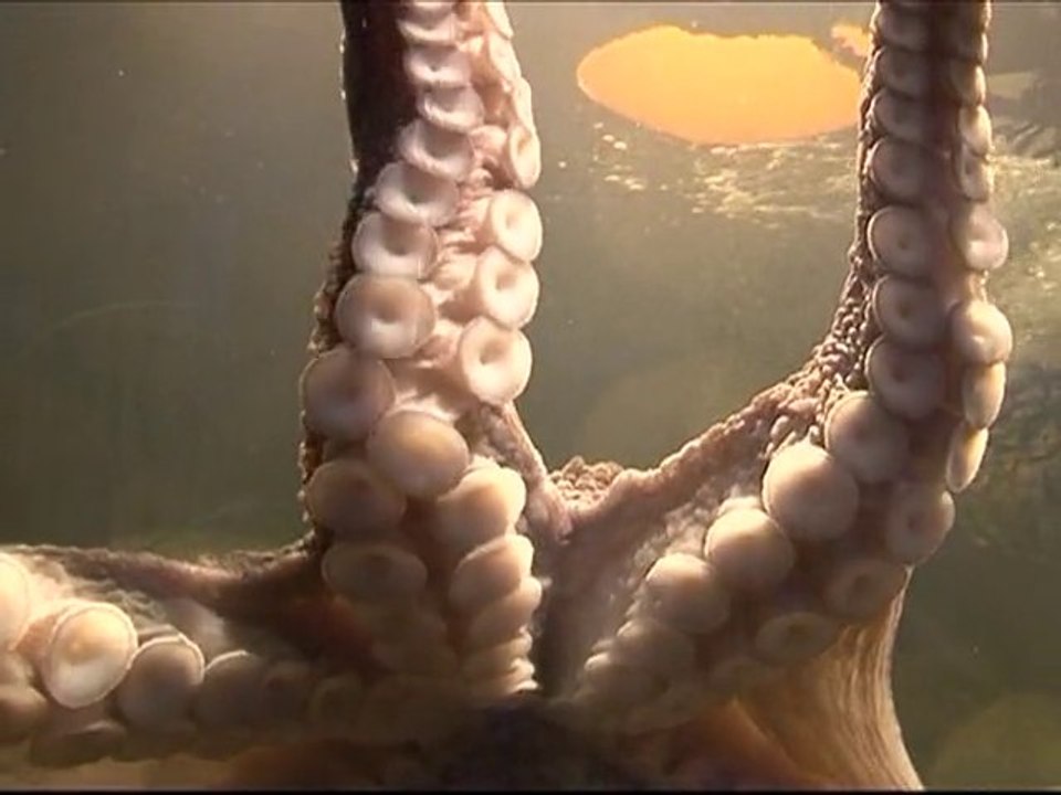 Netherlands will beat Spain, says Dutch octopus