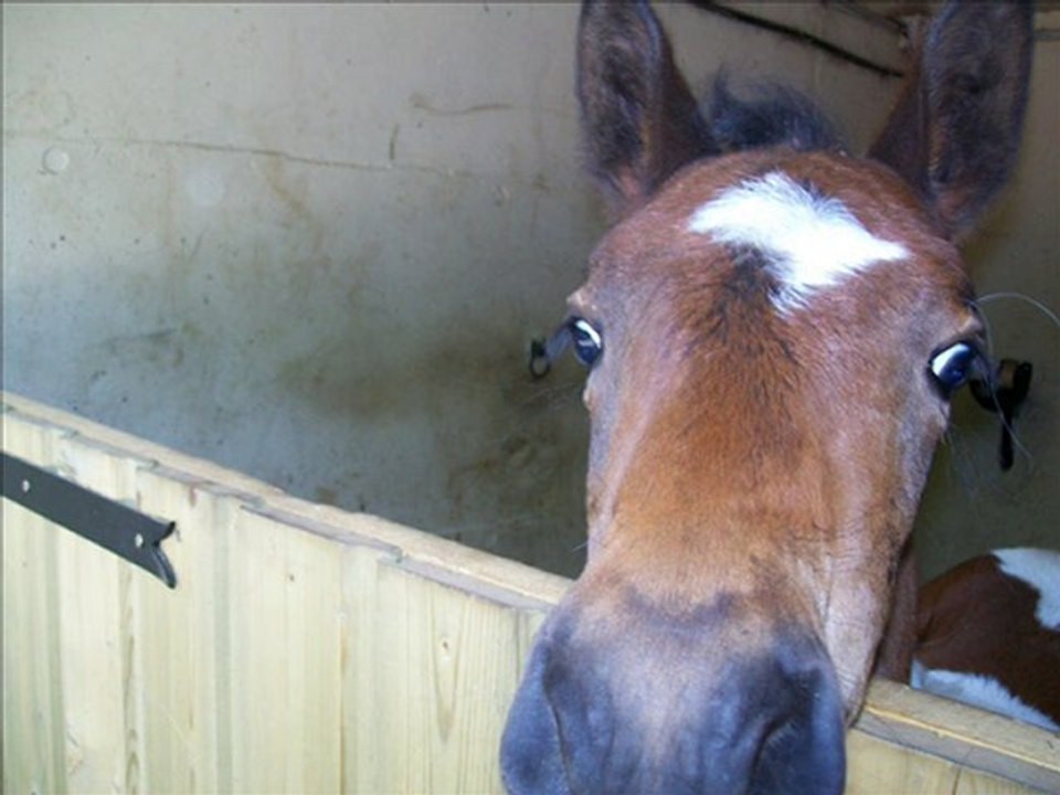 video les chevaux et poulains