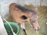 video des chevaux et poulains de mon club moi a la derniere