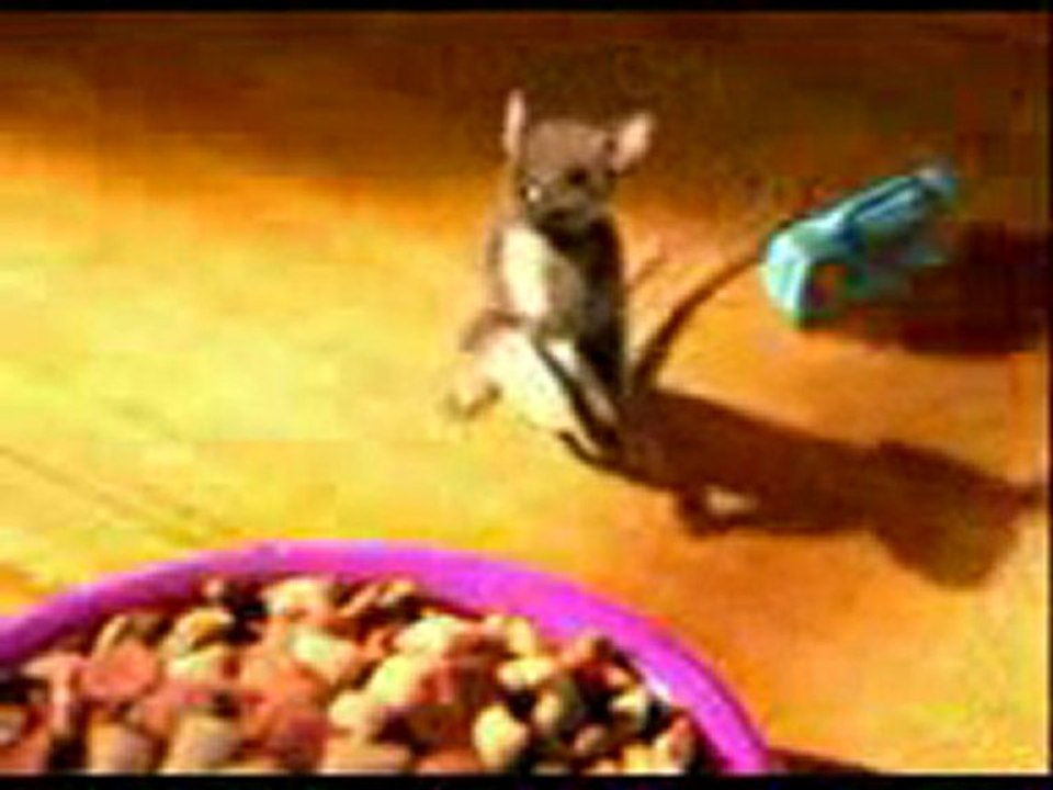 www.video75.com-şemmame kedi fare dansı -D-13-4...