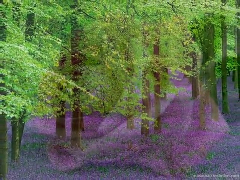 OLMASAYDI  SONUMUZ  BÖYLE  YUSUF HAYALOGLU