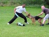 Ria- Protection Dog Training German Shepherd