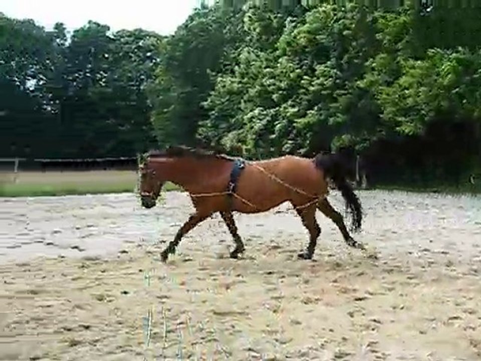 nozgwenn longe le 15-07-2010 (4)