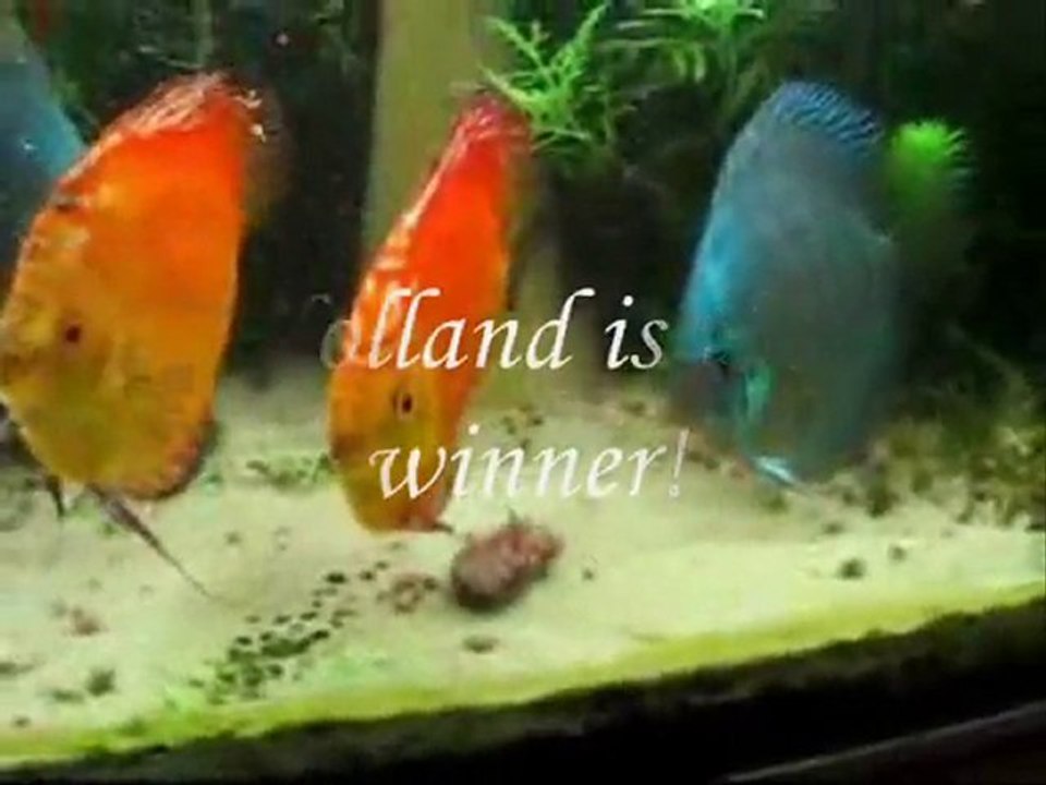 World cup football 2010 - The Fish Predictions India - ...