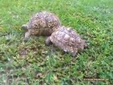 Tortoise Helps Tortoise