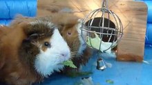 Cavia's Lizzy & Roxy in het badje.
