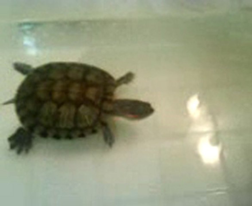 AHTAPOT PAUL'A AKVARYUM.COM DAN RAKİP ÇIKTI