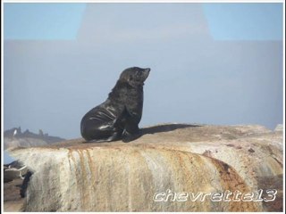 Duiker Island, excursion en mer_0001