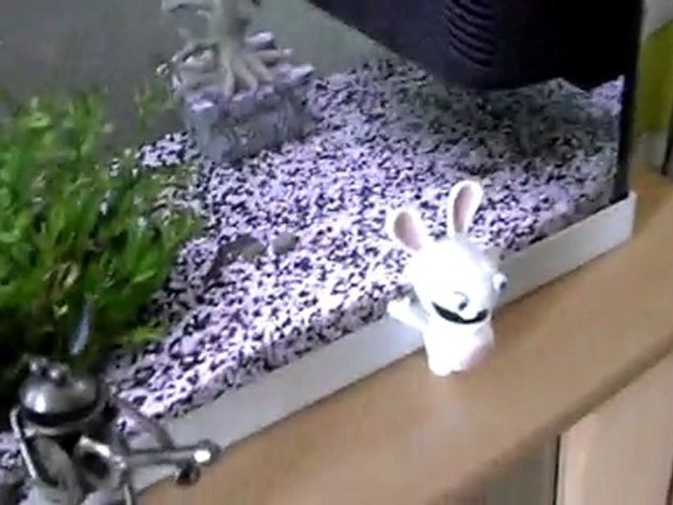 Notre aquarium!!!!