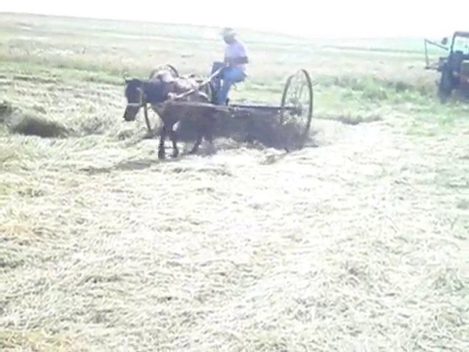 mamo ve şılo