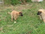 CHIOTS MALES BERGERS BELGES TERVUEREN