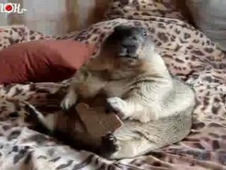 Chien de prairie mange une biscotte.