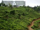 Sri Lanka : vers Tea Factory (Samsung NX10)