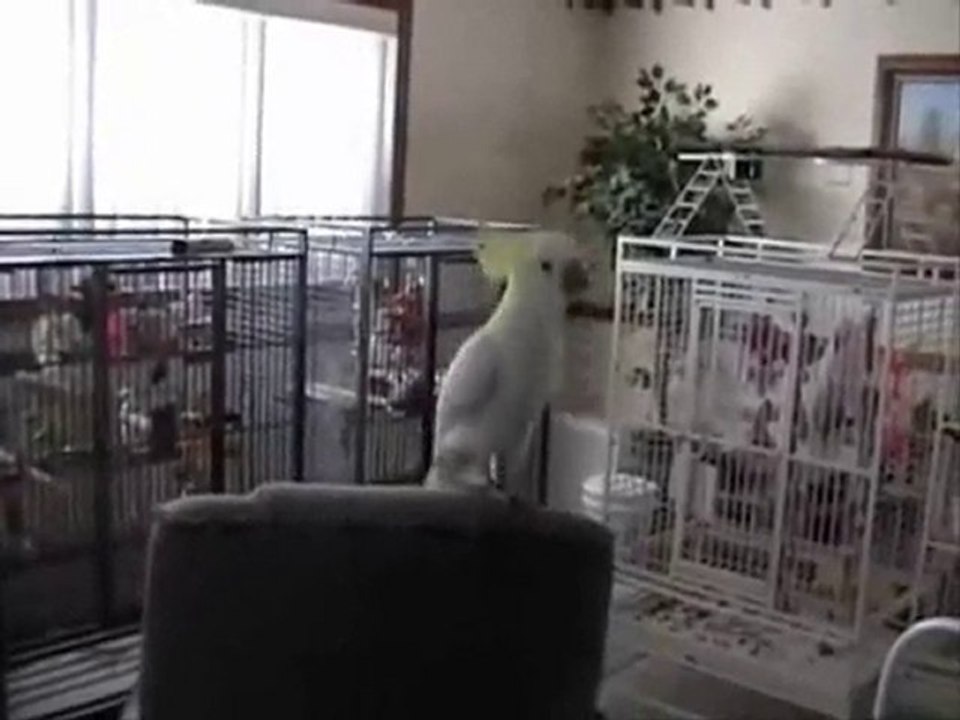 Dancing bird