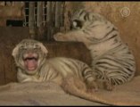 Des tigres blancs nouveaux-nés vedettes d'un zoo indien