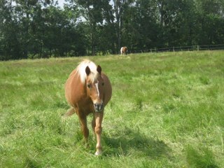 Le poney de ma vie *