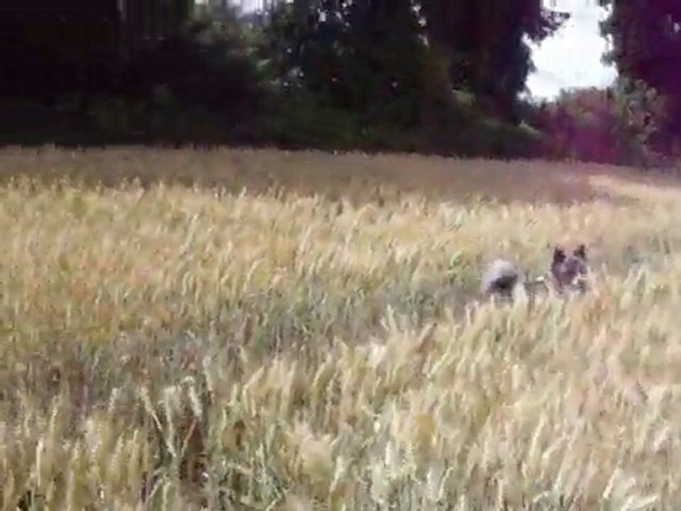 promenade chiens akita rott