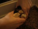 poussins sous les mains