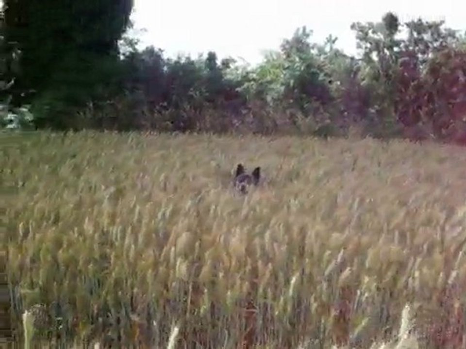 promenade chiens akita rott