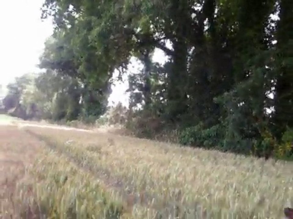 promenade chiens akita rott