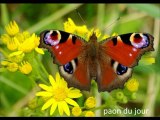 papillons du haut-doubs !!!!! HD