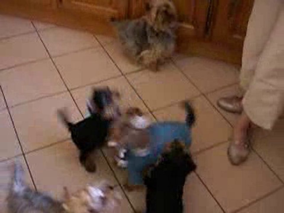 Les chiens