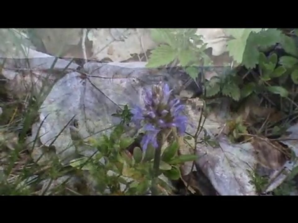 Balade dans les Gorges de la Jonte vers l'ermitage St Michel