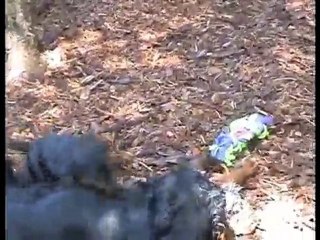 Chiots Bluebell, 1ère sortie