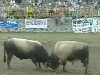 kafkasör festivali-2010 boğa güreşlerinden başaltı kategori