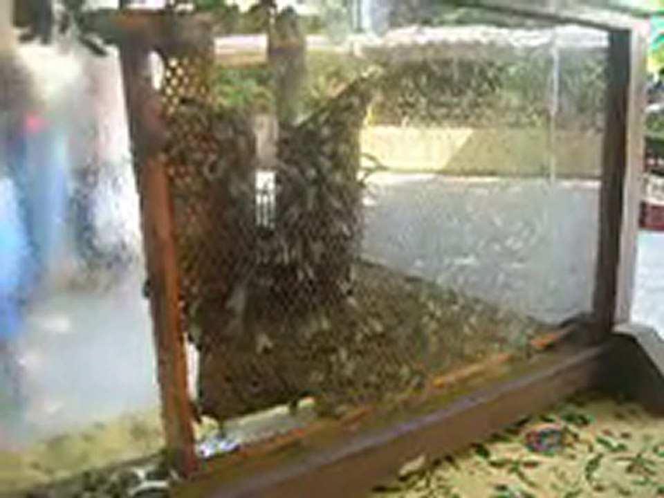 Callian Fête artisanale 11 juillet 2010