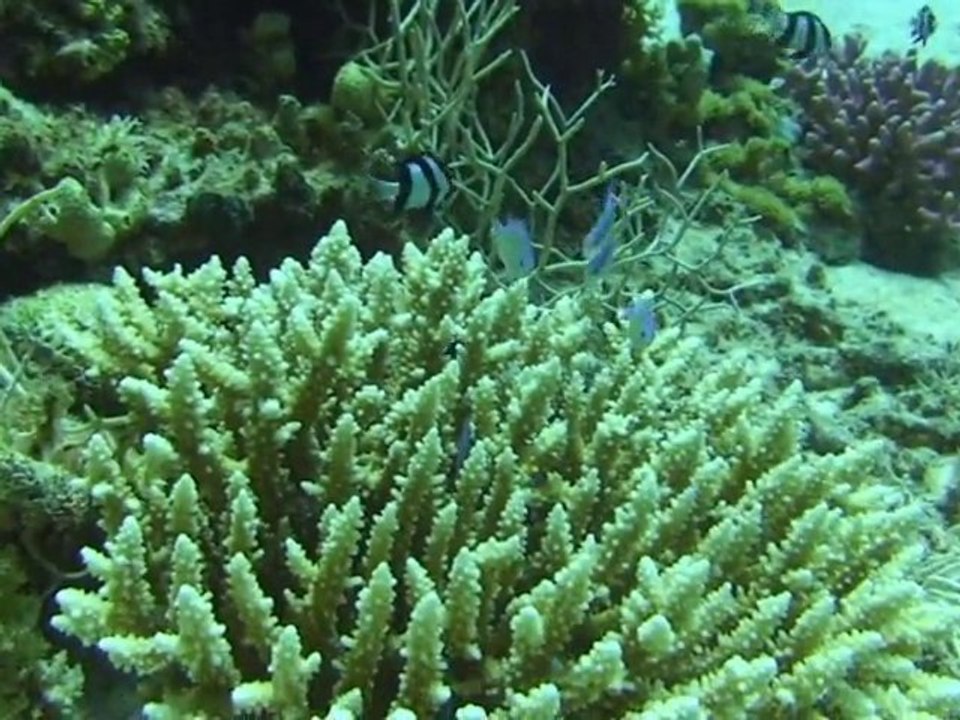 Poisson mer rouge
